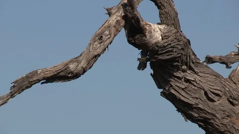 Marabou storks Stock Footage 106521568