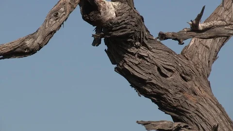 Marabou storks Stock Footage 106521689