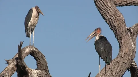 Marabou storks Stock Footage 106522040