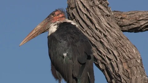 Marabou storks Stock Footage 106522159