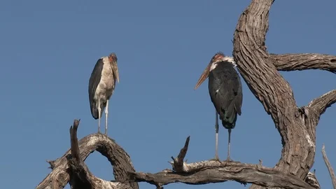 Marabou storks Stock Footage 106522231