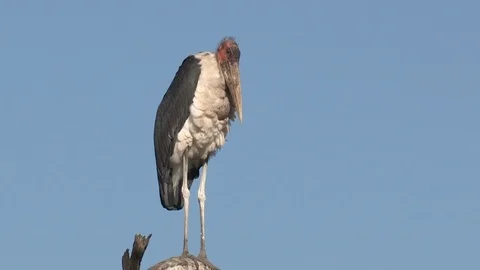 Marabou storks Stock Footage 106522363