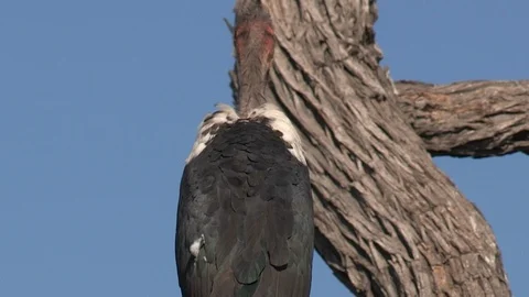 Marabou storks Stock Footage 106522887