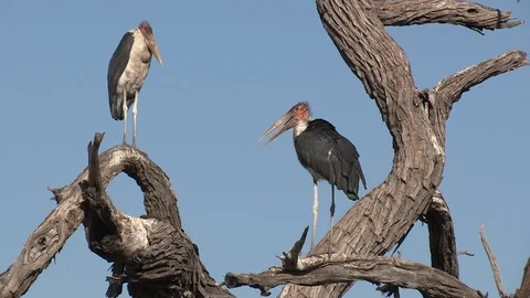 Marabou storks Stock Footage 106522902
