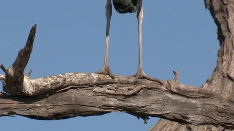 Marabou storks Stock Footage 106522992