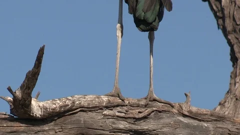 Marabou storks Stock Footage 106523079