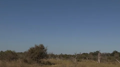 Marabou storks Stock Footage 106523180