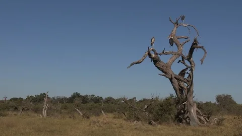 Marabou storks Stock Footage 106523344