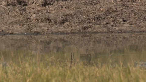 Marabou storks Stock Footage 106523537