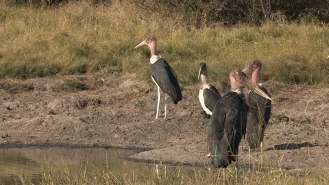 Marabou storks Stock Footage 106523539