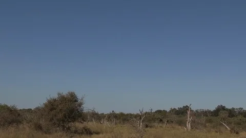 Marabou storks Stock Footage 106523637