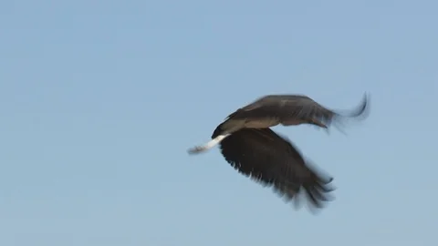 Marabou storks Stock Footage 106524233