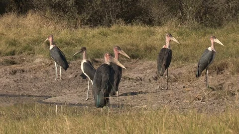 Marabou storks Stock Footage 106524259