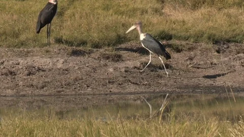 Marabou storks Stock Footage 106524412