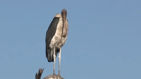 Marabou storks Stock Footage 106524618