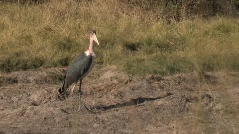 Marabou storks Stock Footage 106524668