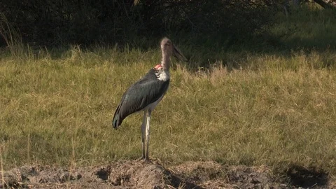 Marabou storks Stock Footage 106524695