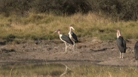 Marabou storks Stock Footage 106524928