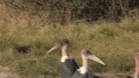 Marabou storks Stock Footage 106526078