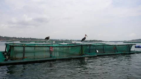 Marabou storks perching on aquaculture fish farm cages Stock Footage 344266326