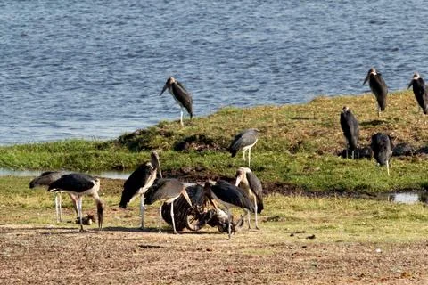 Marabou storks Stock Photos