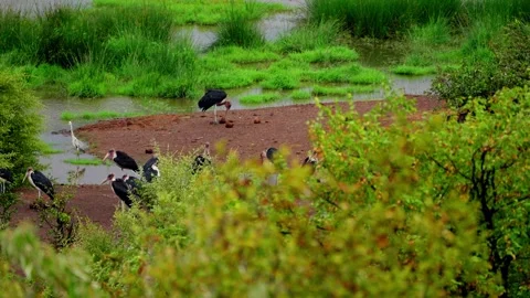 Marabou storks standing at the water's edge of a waterhole Stock Footage 345521372