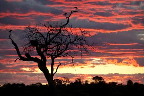 Marabou Storks at sunset Stock Photos
