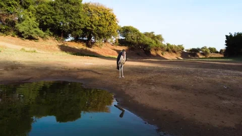 Marabou Storks vs 249 grams tiny drone. 4k video Stock Footage 329193398