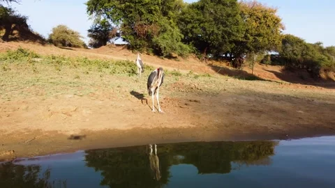Marabou Storks vs 249 grams tiny drone. 4k video Stock Footage 329193419