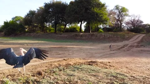 Marabou Storks vs 249 grams tiny drone. 4k video Stock Footage 329193445