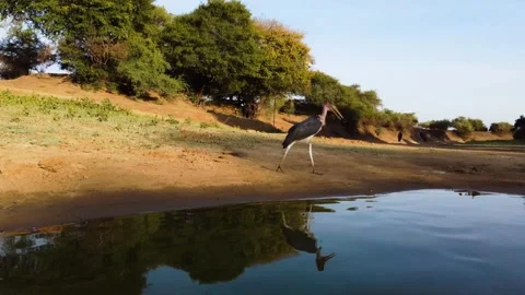 Marabou Storks vs 249 grams tiny drone. 4k video Stock-Footage 329193703