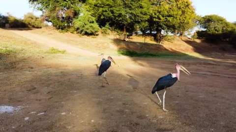 Marabou Storks vs 249 grams tiny drone. 4k video Stock Footage 329194169
