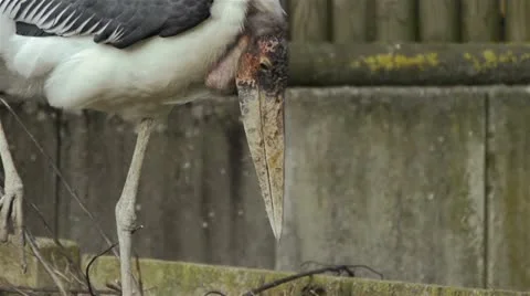 Marabou walk in slow motion. Stock Footage 22219196
