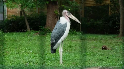Marabou in the zoo Stock Footage 137653433