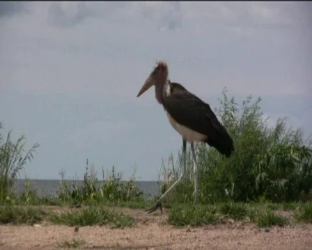 Marabu Stock Footage 740451