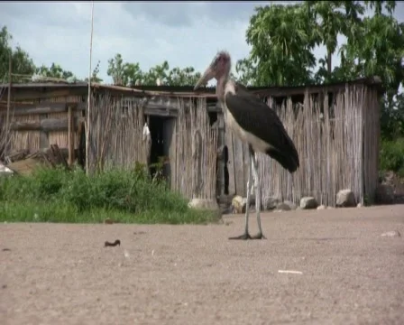 Marabu Stock Footage 740455