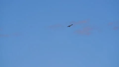 Marabu Stork Circling In The Sky In Flight Stock Footage 206794693