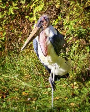 The marabu stork Stock Photos