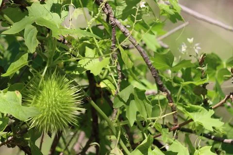 MARAH MACROCARPA FRUIT - SANTA MONICA MTNS Stock Photos
