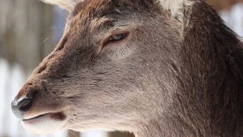 Maral chews closeup Stock Footage 237396217