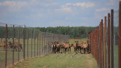 MARAL FARM IN BELARUS Stock Footage 158126633