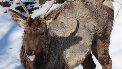 Maral licks his lips Stock Footage 242487170