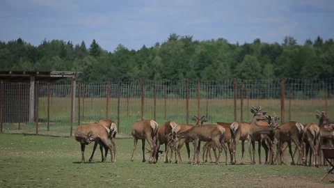 MARAL IS A RED DEER Stock Footage 158126688