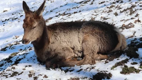 Maral in a winter coat with ruffled wool Stock Footage 242457369