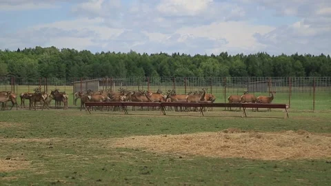 MARALS 2 Stock Footage 158126752