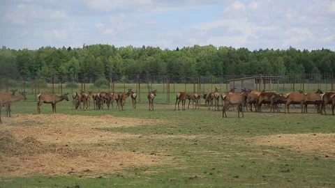 MARALS Stock Footage 158126732