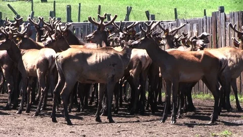 Marals in the Pen. Видео 86609565