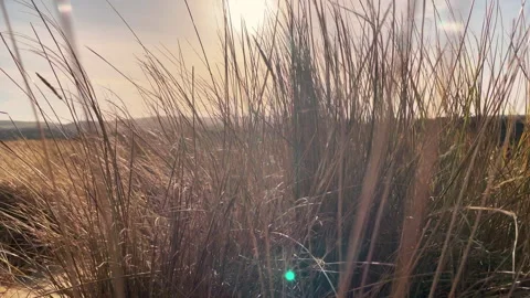 Maram grass at beach, sunset Video stock 241571335