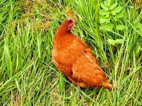 Maran Chicken Stock Photos