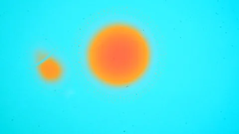 Marangoni effect, shocking phenomenon. Beautiful scientific chemical experiment. Stock Footage 126581337